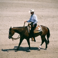 Picture of quarter horse in ring at tampa show usa