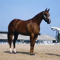 Picture of quarter horse in the ring at tampa show usa