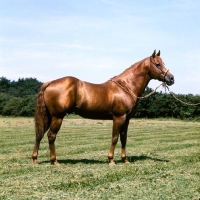 Picture of Quarter Horse in uk, owner Ed Ivory