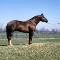 Picture of quarter horse in usa