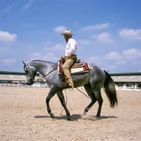Picture of quarter horse, lope, in the ring at tampa show usa