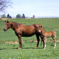 Picture of quarter horse mare and foal in usa