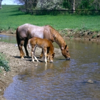 Picture of quarter horse mare and foal in usa drinking at pond