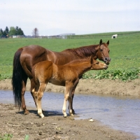 Picture of quarter horse mare and foal in usa beside pond