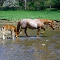 Picture of quarter horse mare and foal in usa walking through water