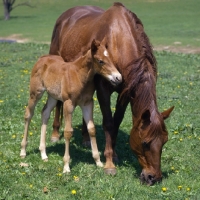 Picture of quarter horse mare and foal in usa 
