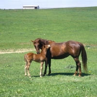 Picture of quarter horse mare and foal nuzzling and nibbling in usa 