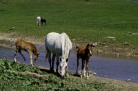 Picture of quarter horse mare and foals in pasture in usa