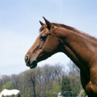 Picture of quarter horse mare head study