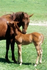 Picture of quarter horse mare nuzzling  her foal in usa