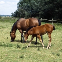 Picture of quarter horse mare with her chunky foal