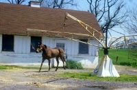 Picture of quarter horse on a horse walker in usa