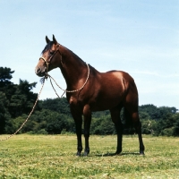 Picture of quarter horse, owner Ed Ivory