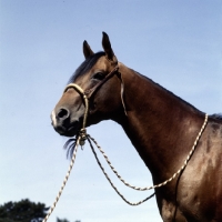 Picture of quarter horse, portrait