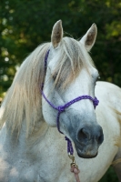 Picture of Quarter horse portrait