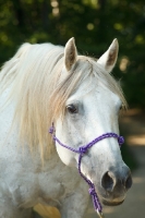 Picture of Quarter horse portrait
