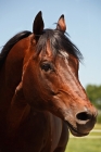 Picture of quarter horse portrait