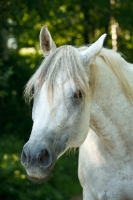 Picture of Quarter horse portrait