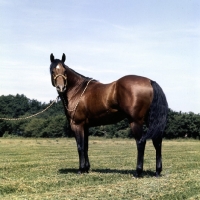 Picture of quarter horse posed to show muscled hind quarters