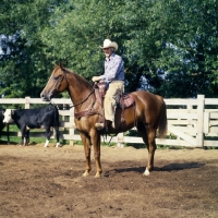 Picture of quarter horse ready for work cutting cattle
