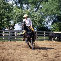 Picture of quarter horse ready for work cutting cattle
