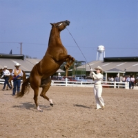 Picture of quarter horse rearing with handler in ring at tampa show usa