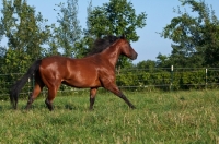 Picture of Quarter horse running in field