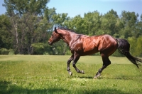 Picture of quarter horse running in field