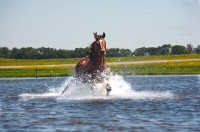 Picture of quarter horse running in water