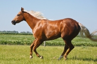 Picture of quarter horse running, side view