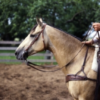 Picture of quarter horse showing bridle and reins