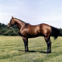 Picture of quarter horse side view