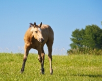 Picture of quarter horse standing in field