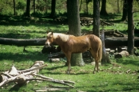 Picture of quarter horse standing in forest