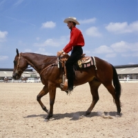 Picture of quarter horse walking in the ring at tampa show usa