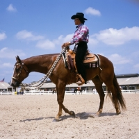 Picture of quarter horse walking in the ring at tampa show usa