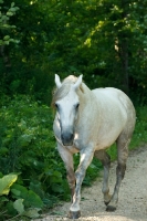 Picture of Quarter horse walking near greenery