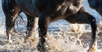 Picture of quarter horse walking through water, close-up