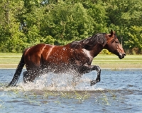 Picture of quarter horse walking through water