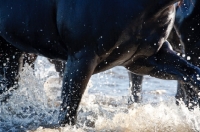 Picture of quarter horse walking through water, close-up