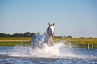 Picture of quarter horse, water splashing