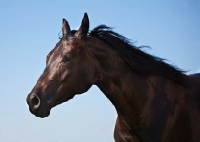Picture of quarter horse with blue sky