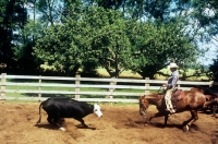 Picture of quarter horse with cowboy cutting cattle