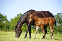 Picture of quarter horse with foal