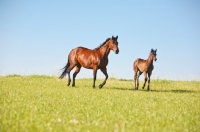 Picture of quarter horse with her foal
