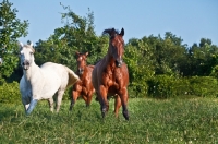 Picture of Quarter horses running in field