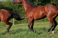 Picture of Quarter horses