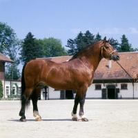 Picture of Que d'Espoir Freiberger, Swiss Anglo Norman stallion standing near stables