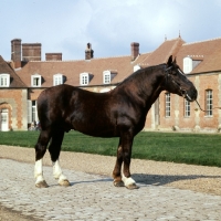 Picture of quel beau, norman cob at haras du pin, france