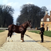Picture of quel beau, norman cob at the gates of haras du pin, france